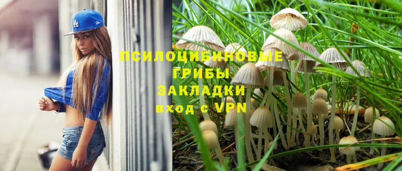 купить наркоту  Подольск  Псилоцибиновые грибы Psilocybe 